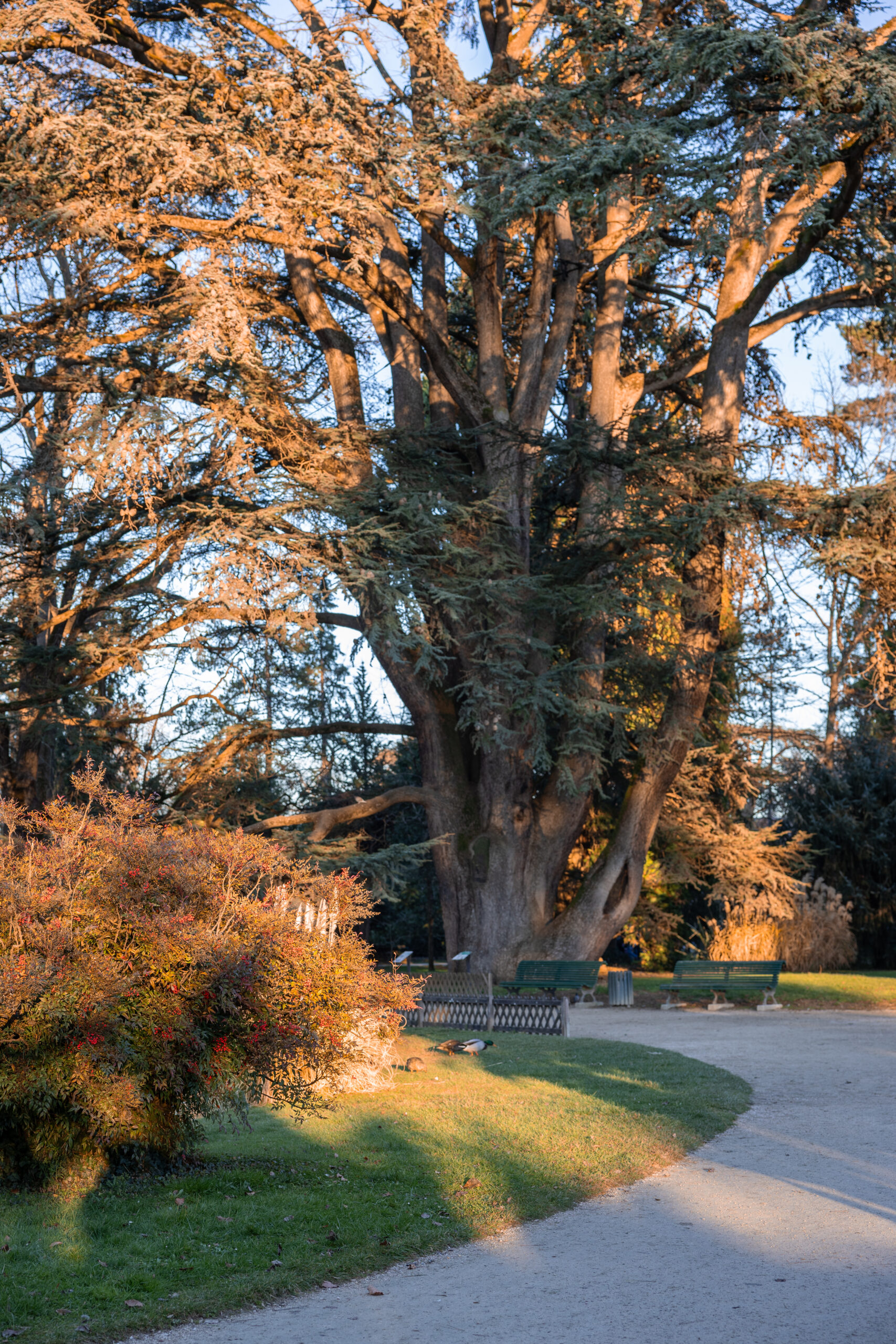 jardin Massey